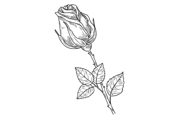 Rose Engraving Graphics: Floral Bud Sketch Illustrations